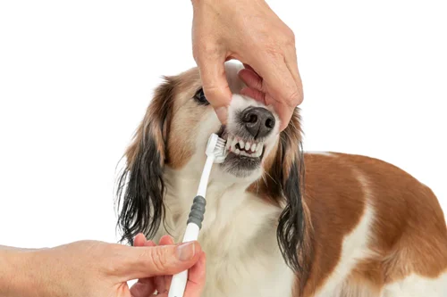 مسواک 3 سر گربه و سگ