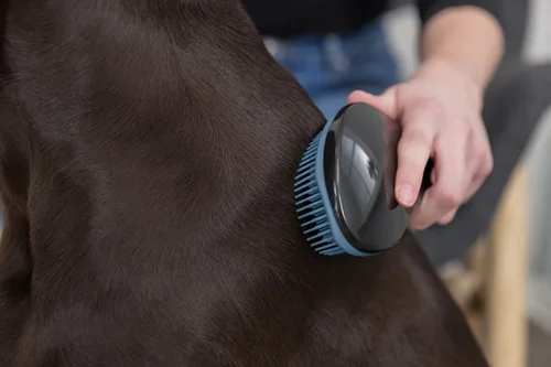 برس نرم گربه و سگ